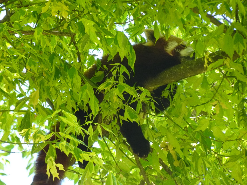 Red Panda at the Zoo Santo Inácio