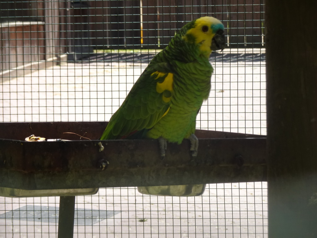 Yellow-shouldered Parrot at the Zoo Santo Inácio