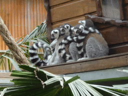 Ring-tailed Lemurs at the Tropical World building at the Zoo Santo Inácio