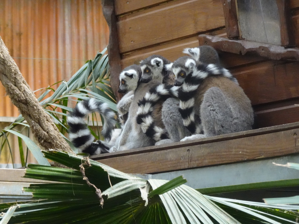 Ring-tailed Lemurs at the Tropical World building at the Zoo Santo Inácio