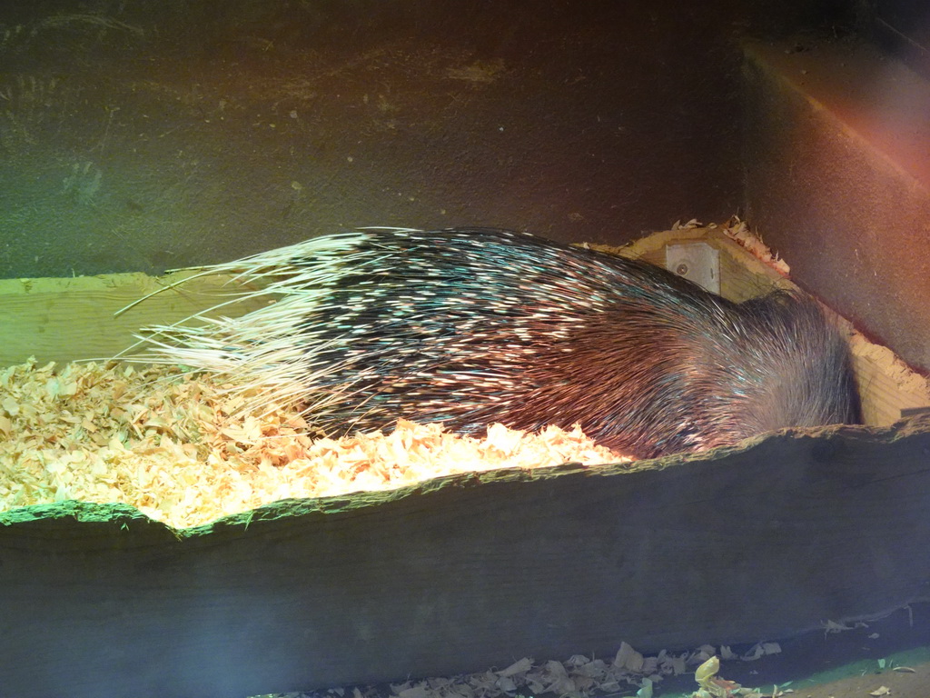 Cape Porcupine at the Tropical World building at the Zoo Santo Inácio