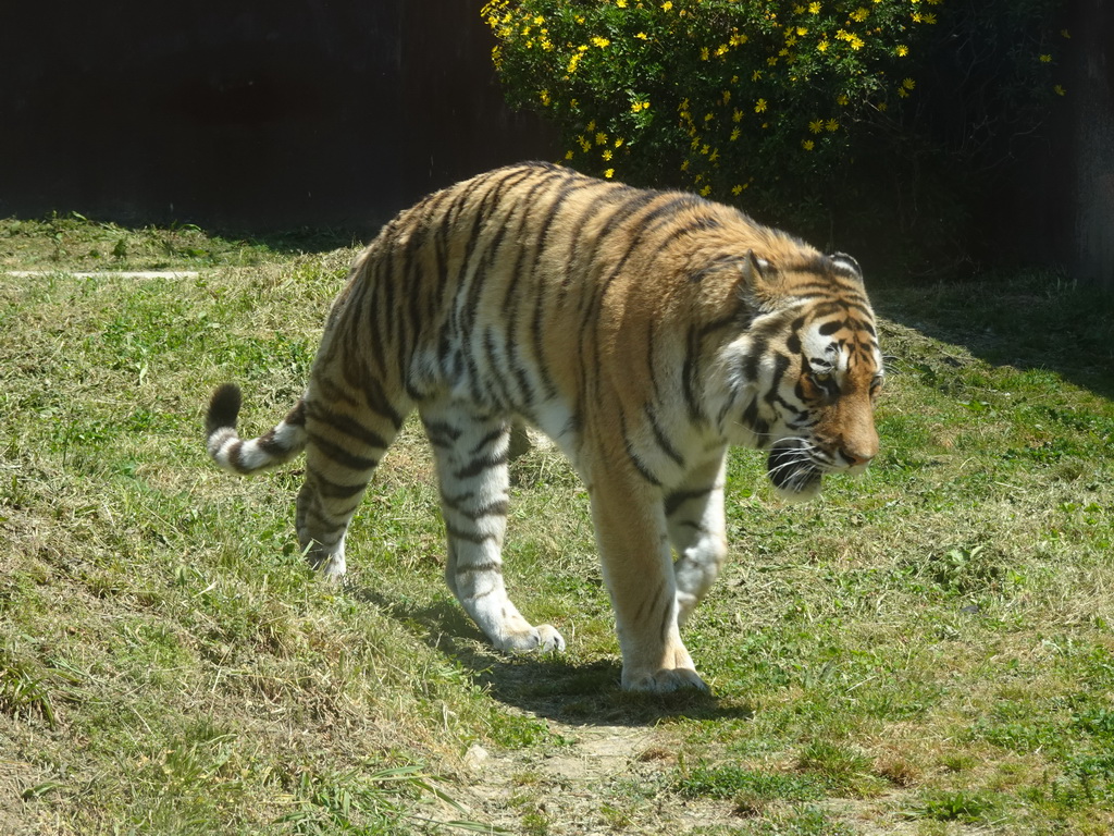 Siberian Tiger at the Zoo Santo Inácio