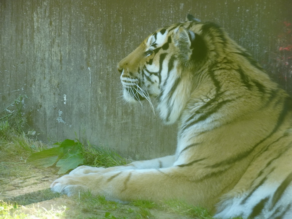 Siberian Tiger at the Zoo Santo Inácio