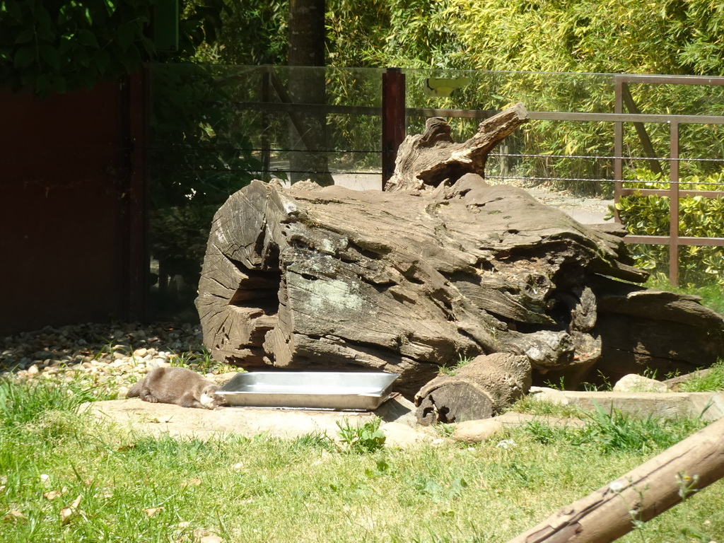 Oriental Small-clawed Otter at the Zoo Santo Inácio