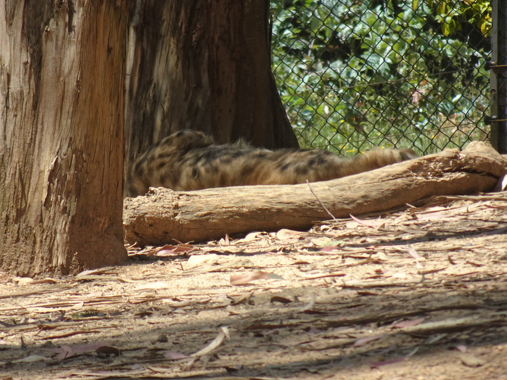 Eurasian Lynx at the Zoo Santo Inácio