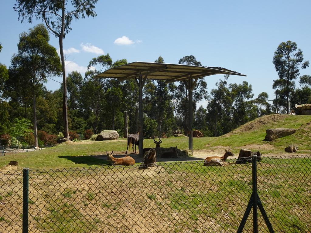 Antelopes and Bison at the African Savannah area at the Zoo Santo Inácio