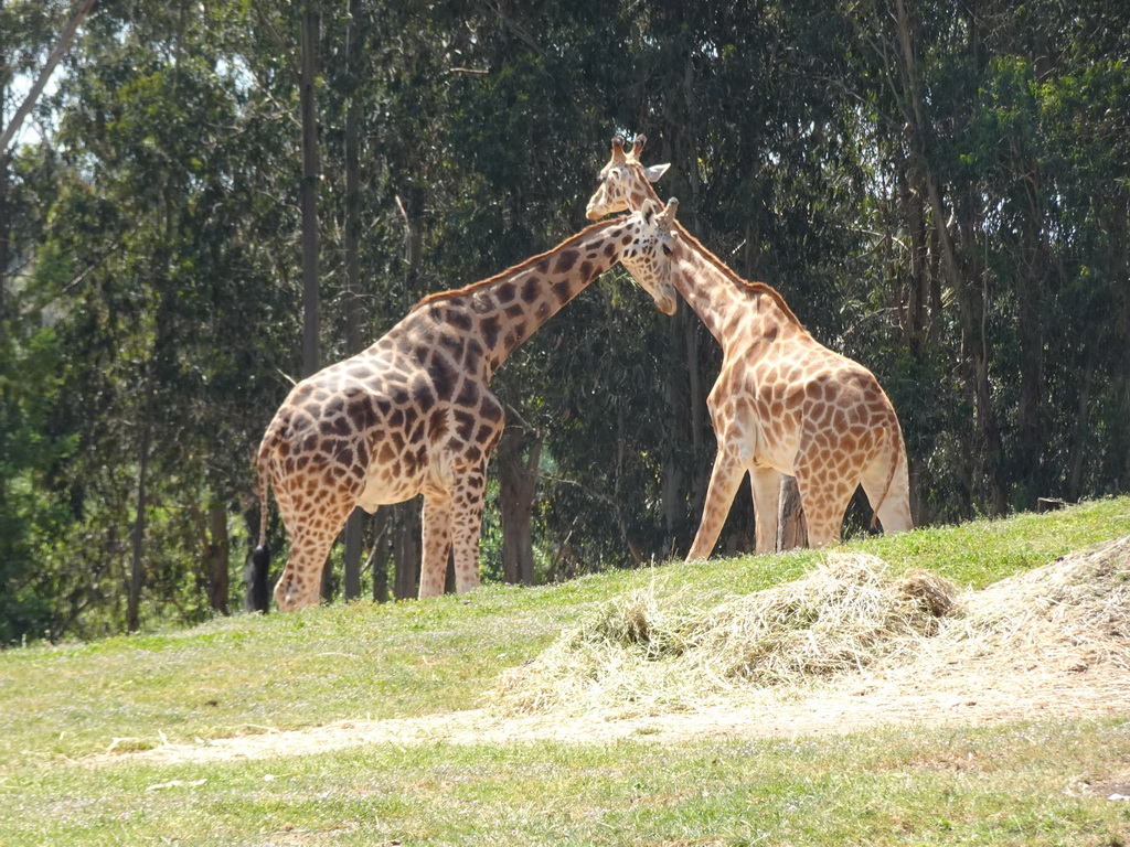 Giraffes at the African Savannah area at the Zoo Santo Inácio