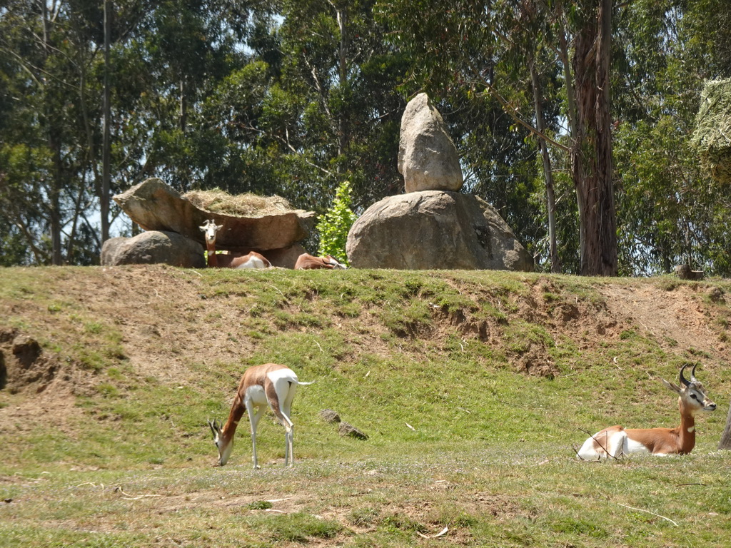 Antelopes at the African Savannah area at the Zoo Santo Inácio