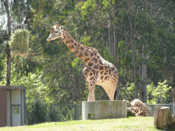 Giraffe at the African Savannah area at the Zoo Santo Inácio