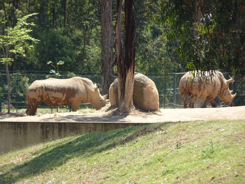 Rhinoceroses at the African Savannah area at the Zoo Santo Inácio