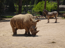 Rhinoceros and Zebra at the African Savannah area at the Zoo Santo Inácio