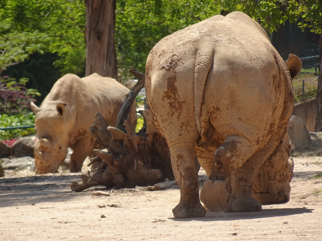 Rhinoceroses at the African Savannah area at the Zoo Santo Inácio