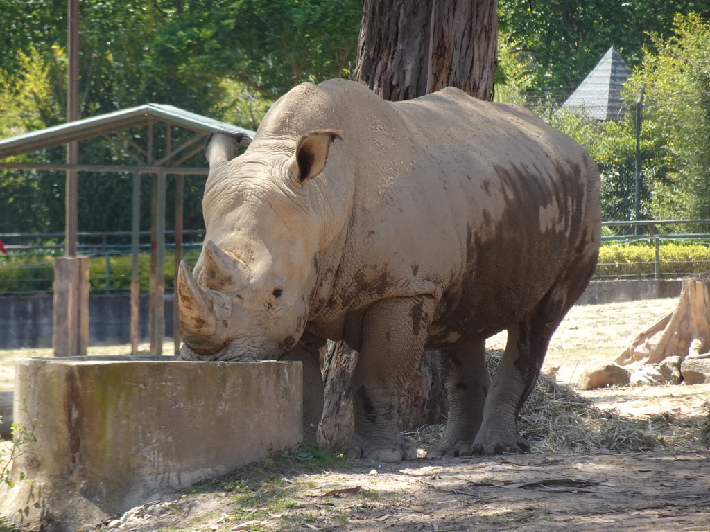 Rhinoceros at the African Savannah area at the Zoo Santo Inácio