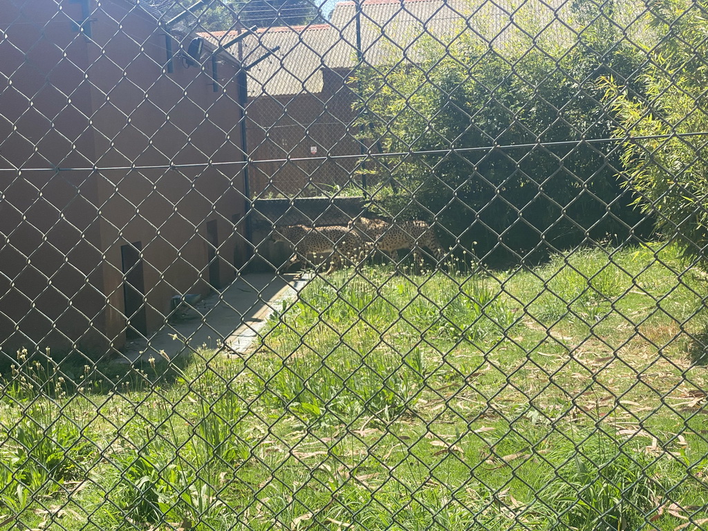 Cheetahs at the Zoo Santo Inácio