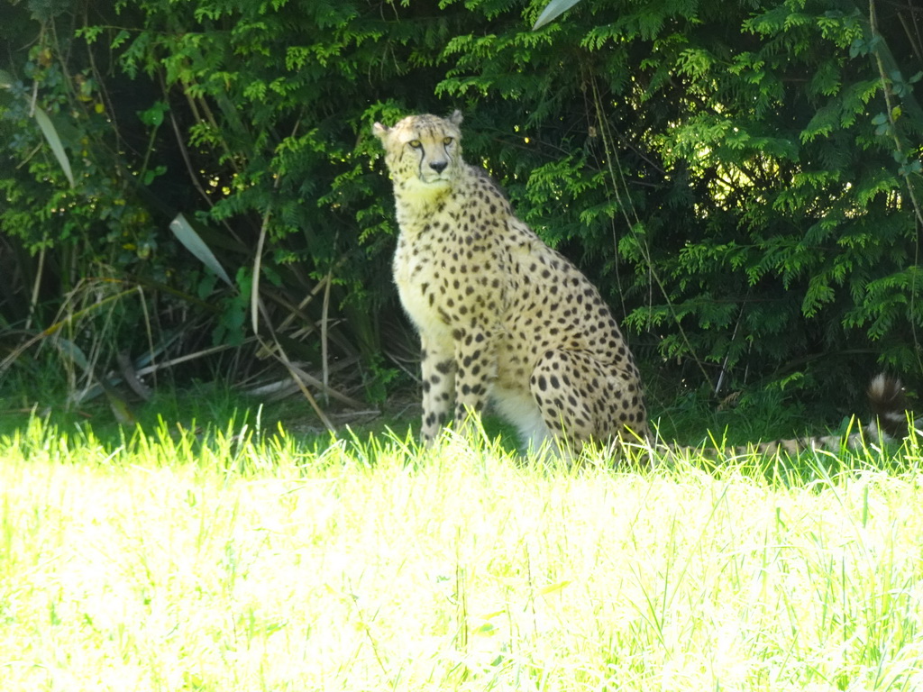 Cheetah at the Zoo Santo Inácio