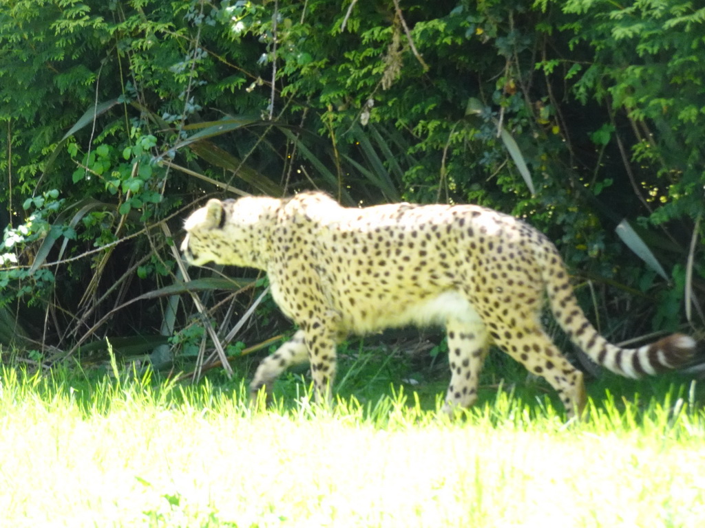 Cheetah at the Zoo Santo Inácio