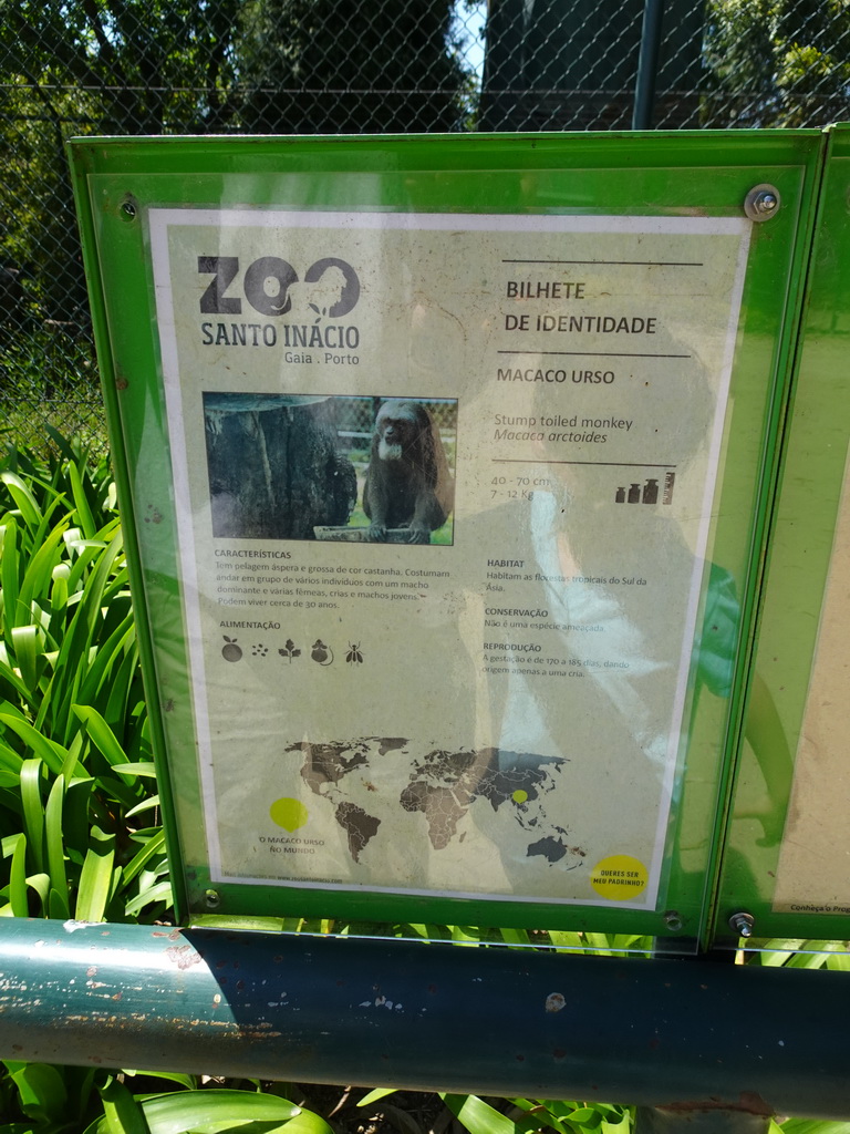 Explanation on the Stump-tailed Macaque at the Zoo Santo Inácio