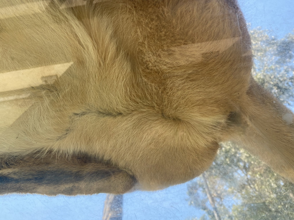 Butt of an Asiatic Lion at the Zoo Santo Inácio, viewed from the Asiatic Lions Tunnel