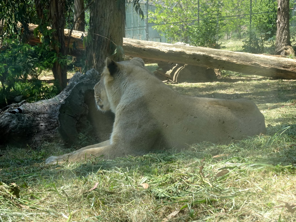 Asiatic Lion at the Zoo Santo Inácio, viewed from the Asiatic Lions Tunnel