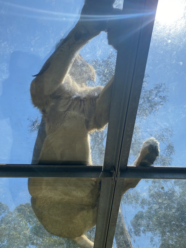 Asiatic Lion at the Zoo Santo Inácio, viewed from the Asiatic Lions Tunnel