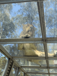 Asiatic Lion at the Zoo Santo Inácio, viewed from the Asiatic Lions Tunnel