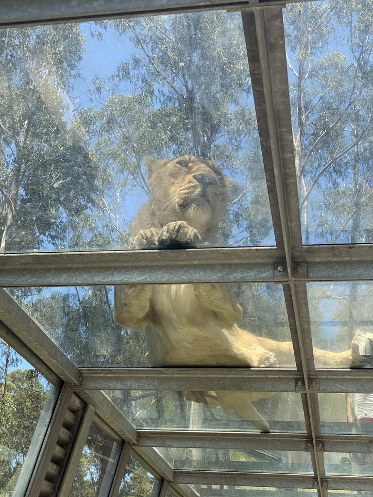 Asiatic Lion at the Zoo Santo Inácio, viewed from the Asiatic Lions Tunnel