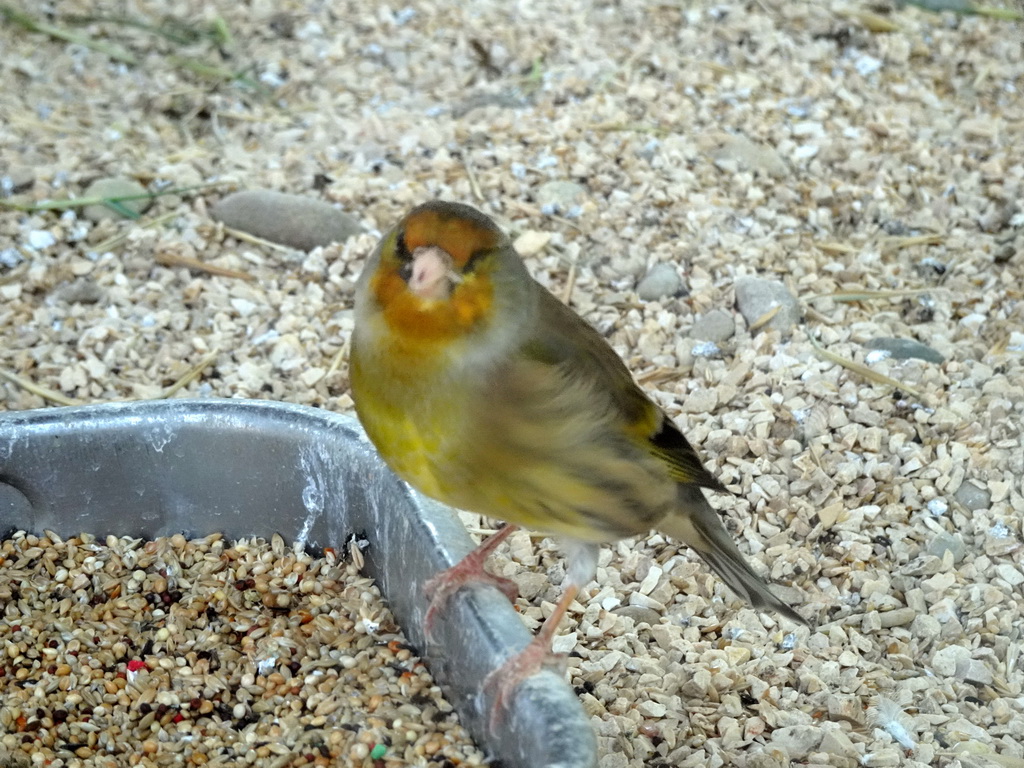 Bird at the Zoo Santo Inácio