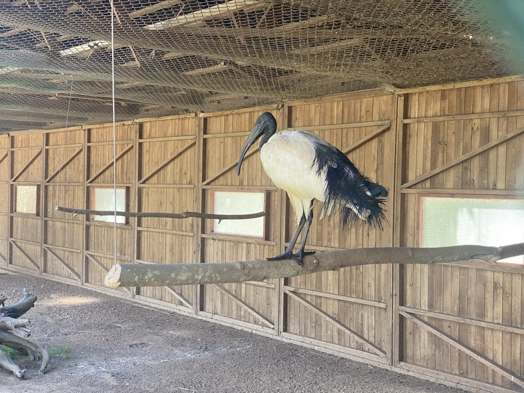 Sacred Ibis at the Zoo Santo Inácio