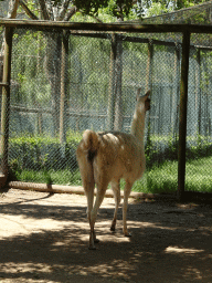 Llama at the Zoo Santo Inácio