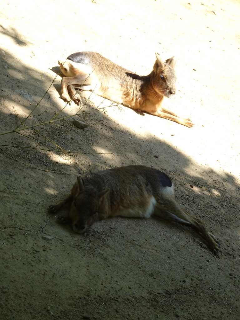 Patagonian Maras at the Zoo Santo Inácio