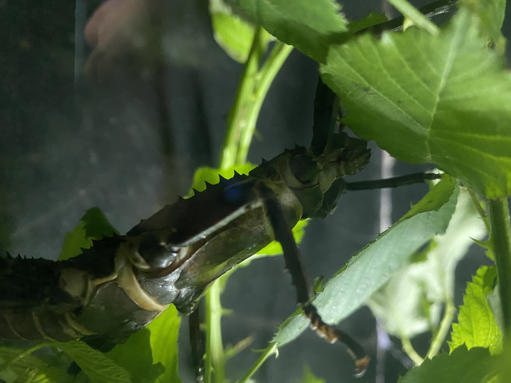 Giant Spiny Stick Insect at the Nightlife building at the Zoo Santo Inácio