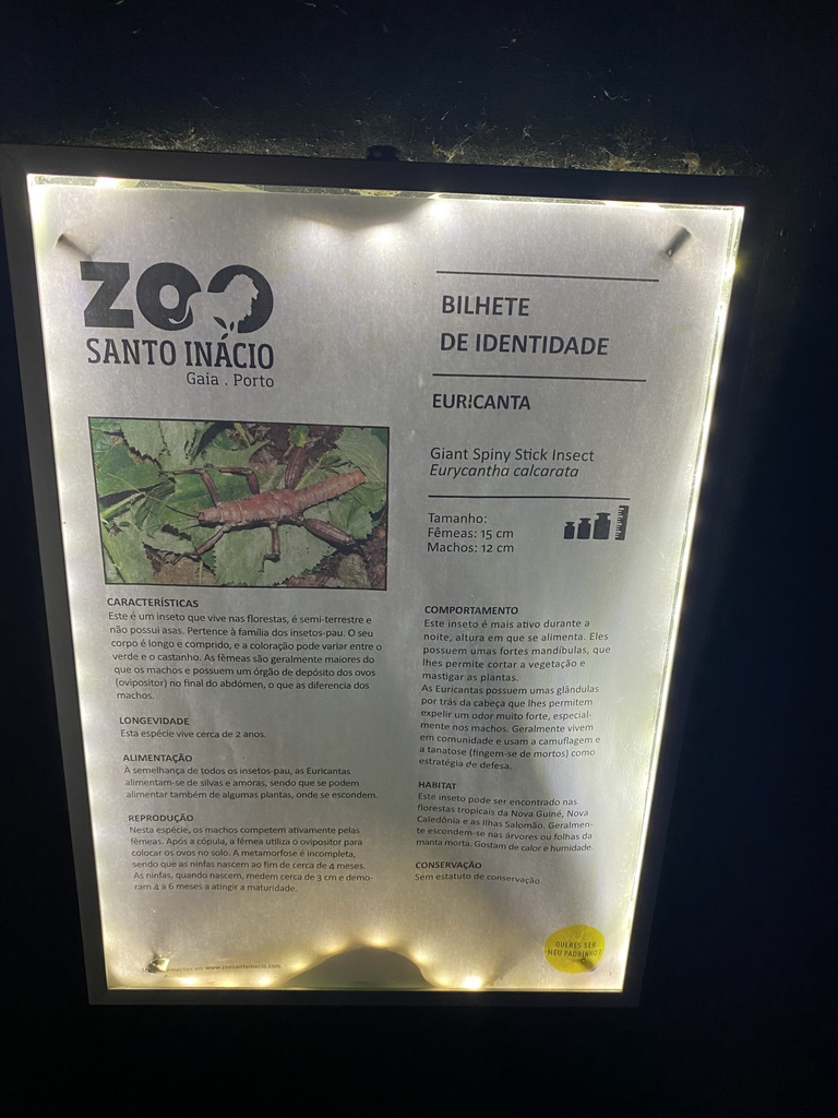 Explanation on the Giant Spiny Stick Insect at the Nightlife building at the Zoo Santo Inácio