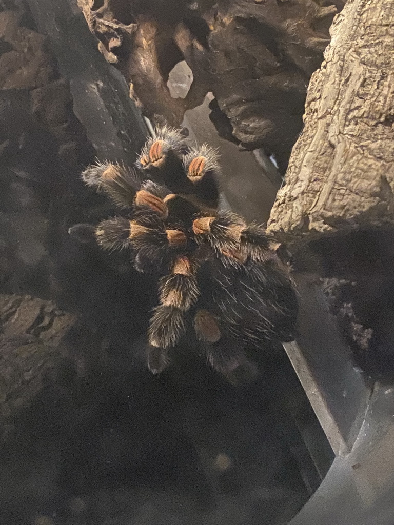 Redknee Tarantula at the Nightlife building at the Zoo Santo Inácio