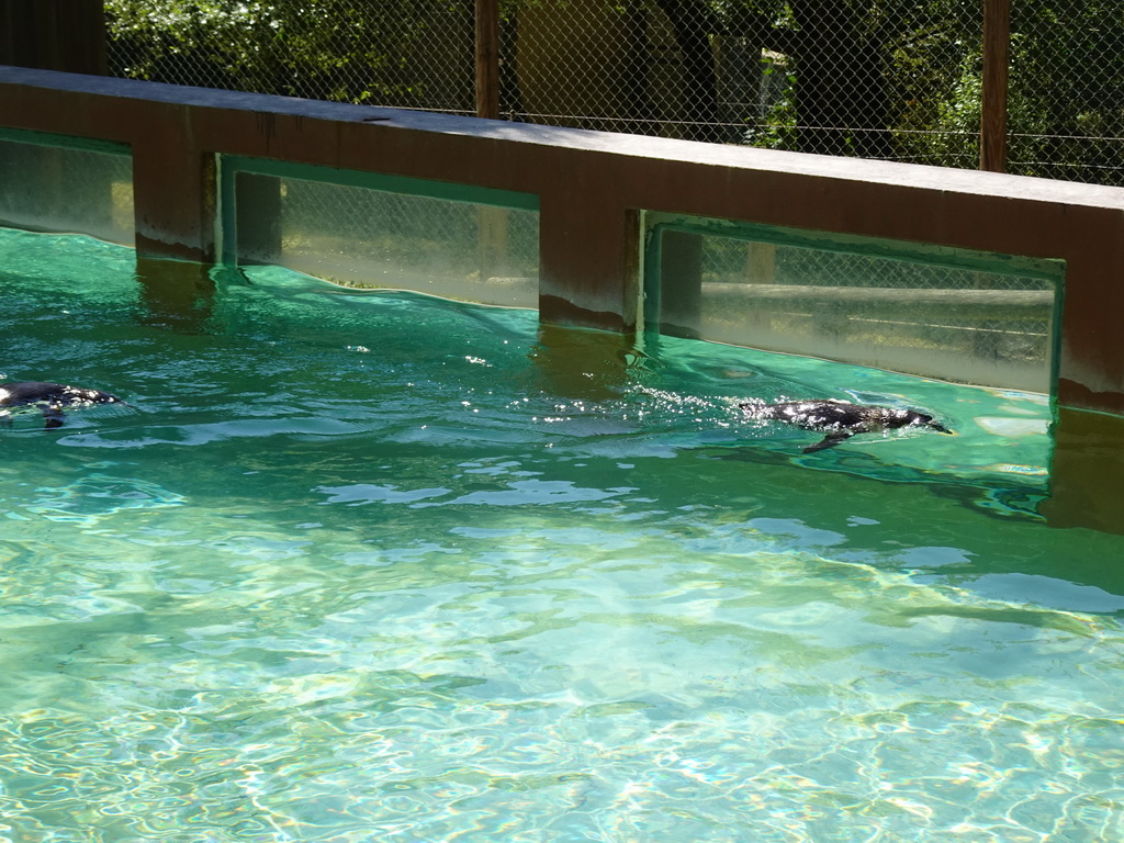 Penguins swimming at the Zoo Santo Inácio