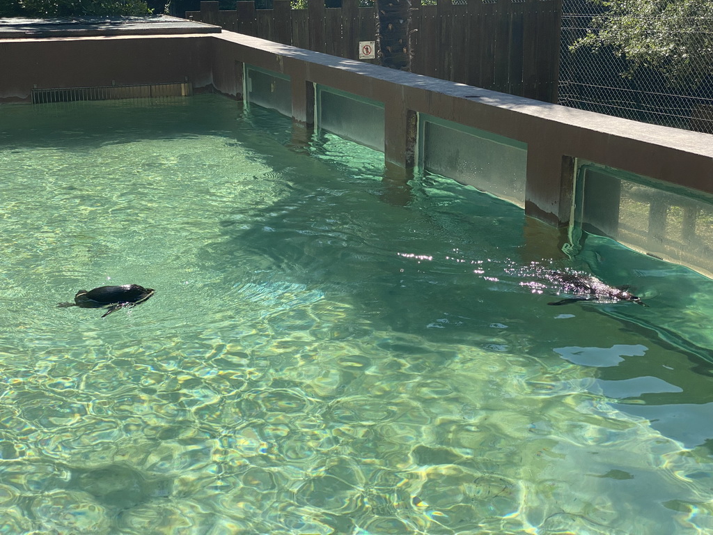 Penguins swimming at the Zoo Santo Inácio