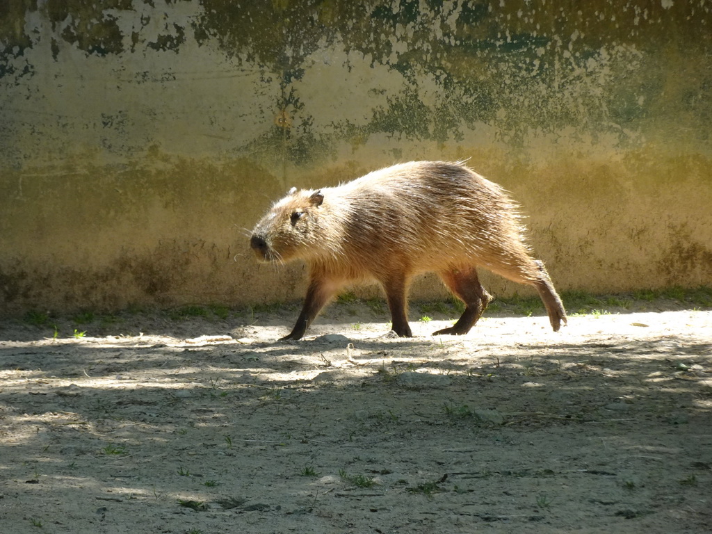 Capybara at the Zoo Santo Inácio