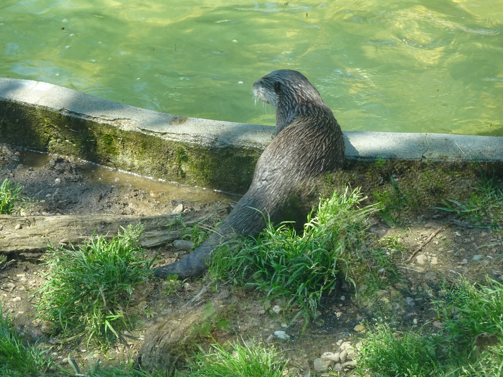 Oriental Small-clawed Otter at the Zoo Santo Inácio, viewed from the terrace of the Snack Bar