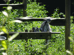 Ring-tailed Lemurs at the Zoo Santo Inácio, viewed from the terrace of the Snack Bar