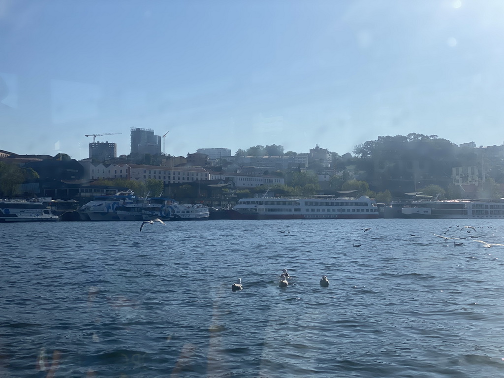 Birds and boats on the Douro river, viewed from the ferry