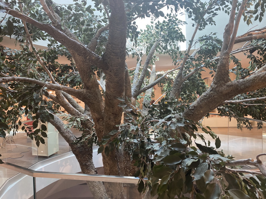 Tree at the Planet Cork museum at the WOW Cultural District