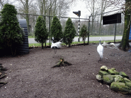 Demoiselle Cranes and Geese at the Zie-ZOO zoo