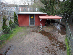 Llamas at the Zie-ZOO zoo, viewed from the pedestrian bridge