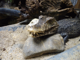 Cuvier`s Dwarf Caiman at the Reptile House at the Zie-ZOO zoo