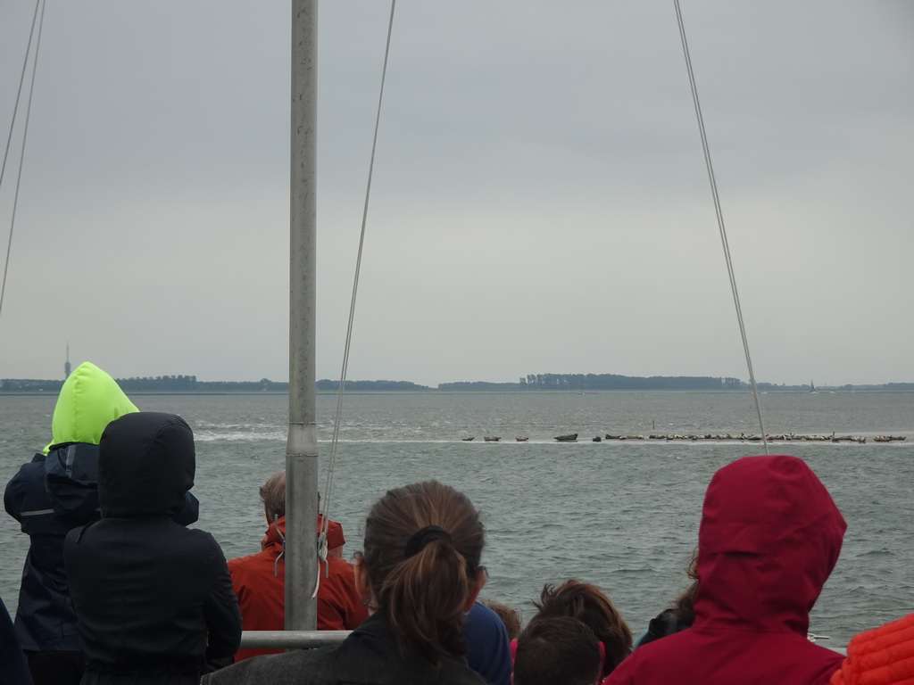 The Vondelingsplaat sandbank with seals, viewed from the Seal Safari boat on the National Park Oosterschelde