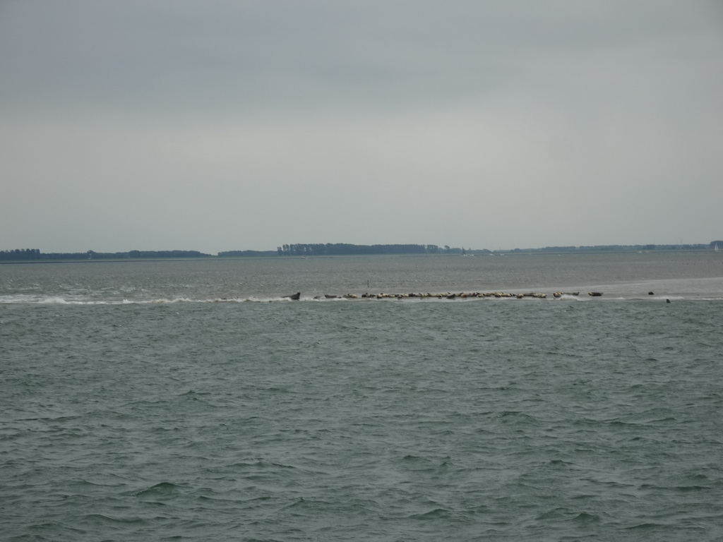 The Vondelingsplaat sandbank with seals, viewed from the Seal Safari boat on the National Park Oosterschelde