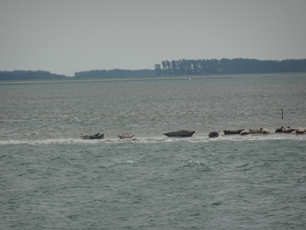 Seals at the Vondelingsplaat sandbank, viewed from the Seal Safari boat on the National Park Oosterschelde