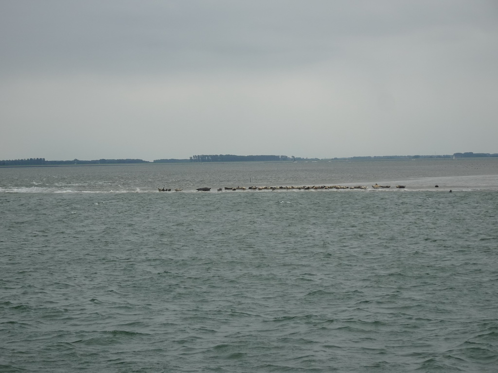 The Vondelingsplaat sandbank with seals, viewed from the Seal Safari boat on the National Park Oosterschelde