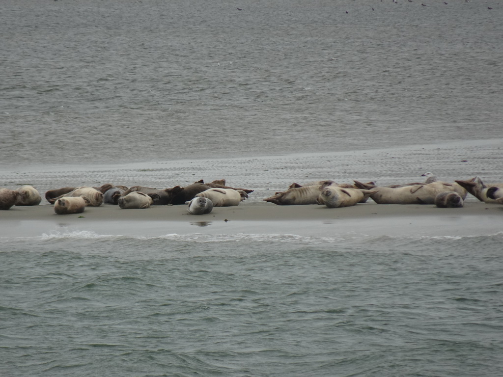 Seals at the Vondelingsplaat sandbank, viewed from the Seal Safari boat on the National Park Oosterschelde