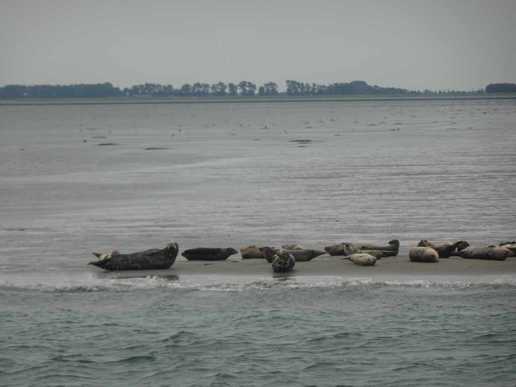 Seals at the Vondelingsplaat sandbank, viewed from the Seal Safari boat on the National Park Oosterschelde