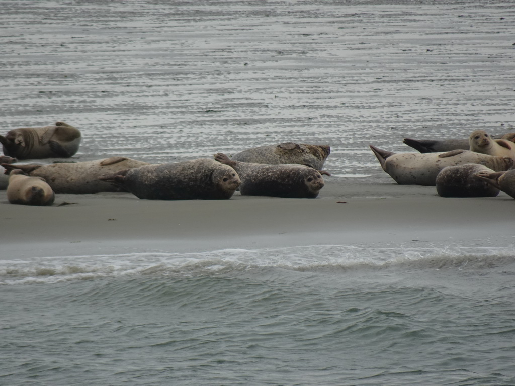 Seals at the Vondelingsplaat sandbank, viewed from the Seal Safari boat on the National Park Oosterschelde